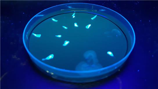 Cutting edge Legionella testing and treatment technologies